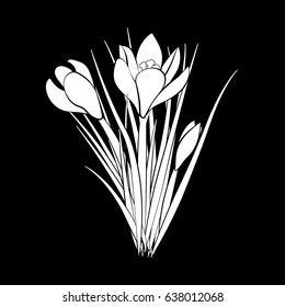 Hand drawn crocus flowers. Elegant vintage card. Three white crocus with black stroke on black background. Vector