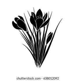 Hand drawn crocus flowers. Elegant vintage card. Three black crocus with white stroke. Vector