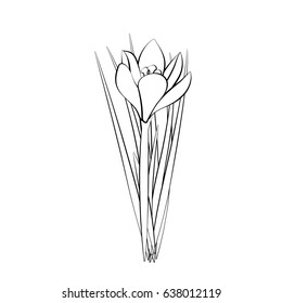 Hand drawn crocus flowers. Elegant vintage card. White crocus with black stroke. Vector
