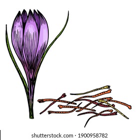 Flores de crocus dibujadas a mano. Hierba extraída a mano y especias alimenticias. Sabor vintage grabado. Dibujo de color de flores de primavera de crocus de azafrán. Esbozo botánico croco. Ilustración vectorial.