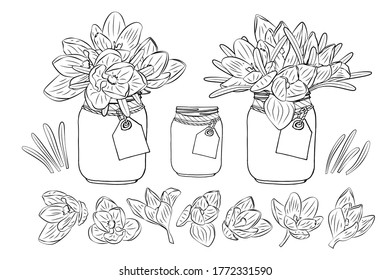 Hand drawn crocus flowers in mason jar clipart monochrome set. Floral design element. Isolated on white background. Vector illustration.