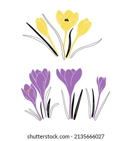 Hand drawn crocus flowers in simple style. Spring flowers.