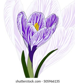 Hand drawn Crocus on white background
