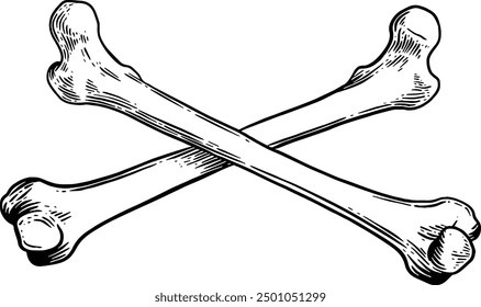 Hand drawn Crossed Bones Sketch Illustration