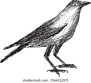 Dibujo de mano de la fila negra en la imagen vectorial de fondo blanco