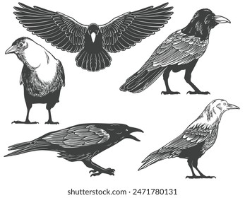 Hand drawn of crow from different angle views in engraving black and white style isolated on white background. Crow bird vector illustration.