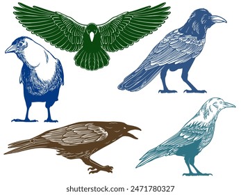Hand drawn of crow from different angle views in engraving colorful style isolated on white background. Crow bird vector illustration.