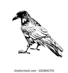 Hand drawn crow, ink sketch, quick doodle. Vector illustration, isolated on white background.