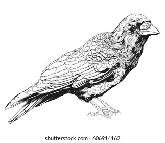 Hand Drawn Crow isolated On White Background, Vector Illustration