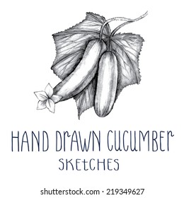 Hand drawn cucumber