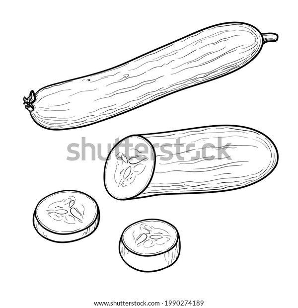 Hand Drawn Cucumber Black White Vector Stock Vector (Royalty Free ...