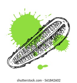 Hand drawn cucumber. Can be used for vegan products, brochures, banner, restaurant menu, farmers market and organic food store