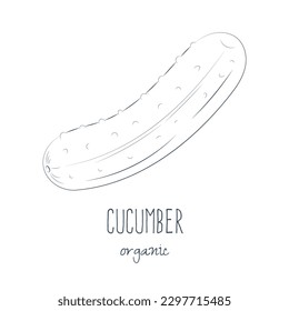 Hand drawn cucumber illustration isolated on white