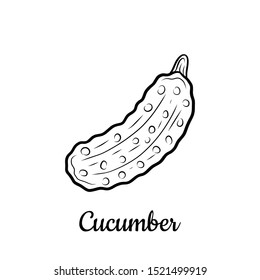 Hand drawn Cucumber isolated on a white. Vegetables drawings. Vector illustration.