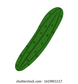 Hand drawn cucumber isolated on white background. Doodle vegetable. Vegetarian healthy food. Fresh organic ingredient. Vector illustration