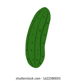 Hand drawn cucumber isolated on white background. Fresh organic ingredient. Doodle vegetable. Vegetarian healthy food. Vector illustration