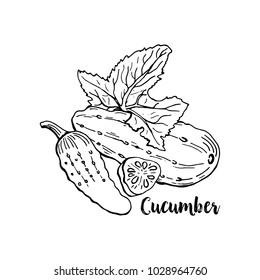 Hand drawn Cucumber. Isolated Cucumber Vegetable for Thanksgiving Holiday Design. Fresh Superfood Vector Illustration.