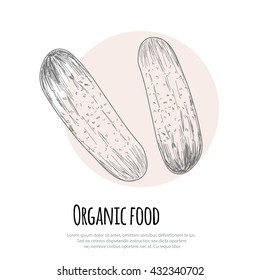 Hand drawn cucumber over white background
