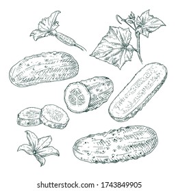 Hand drawn cucumber. Set sketches with cut cucumber, slice, leaf and flower. Vector illustration isolated on white background.