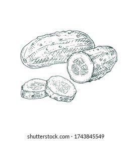 Hand drawn cucumber and slices. Vector illustration isolated on white background.