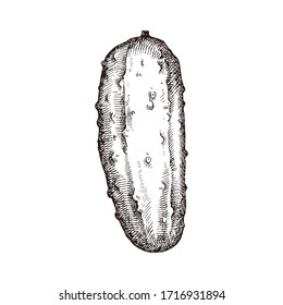 Hand drawn cucumber vector illustration isolated on white