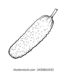 hand drawn cucumber vector illustration