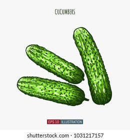 Hand drawn cucumbers isolated. Template for your design works. Engraved style vector illustration.