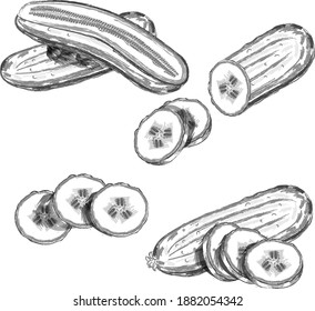 Los pepinos están listos. pepino entero, medio, cortado, rodajas y pepinos grupo.Dibujo de pepinos. Hortalizas orgánicas. Sanos, dietas, comida vegetariana. Ilustraciones vectoriales aisladas en fondo blanco.