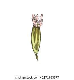 Hand drawn cumin flower head in bloom, colored sketch vector illustration isolated on white background. Caraway or zira plant for seasoning and cooking. Vintage spice with engraving.