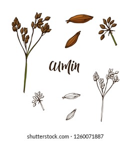 Hand drawn Cumin herb. Decorative element in sketch style. Vector illustration.