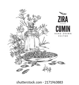 Hand drawn cumin oil bottle with plant and seeds, sketch vector illustration on white background. Vintage zira flower and aromatic seeds for cooking and seasoning.