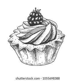 Hand drawn cupcake, shortcake with blackberry, vintage hatching food sketch, isolated on white background. Vector illustration.