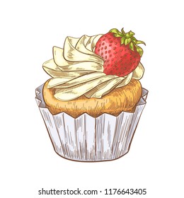 Hand drawn cupcake with strawberry, vintage etching, food sketch engraving, pen and ink colorful line art isolated on white background. Vector illustration.