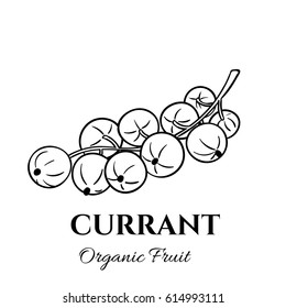 Hand drawn currant icon. Vector badge fruit in the old ink style for brochures, banner, restaurant menu and market