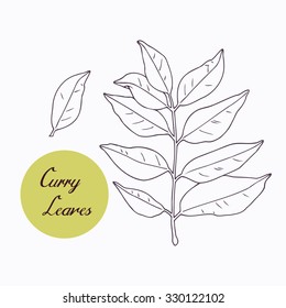 Hand drawn curry leaves branch isolated on white. Hand drawn spicy herbs. Doodle cooking ingredient for design. Hand drawn seasoning. Vector illustration