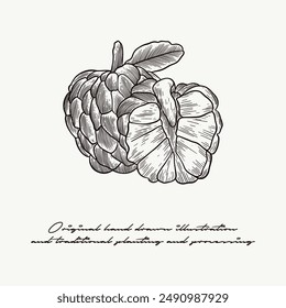 hand drawn Custard apple illustration in engraving style