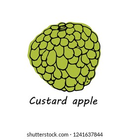 Hand drawn Custard Apple isolated on white background. vector illustration.