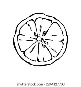 Hand drawn cut lemon citrus fruit half black and white vector illustration