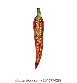 Hand drawn cut red chili pepper sketch style, vector illustration isolated on white background. Decorative design element, half of chili pepper with seeds, organic product