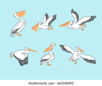 Hand drawn cute cartoon  pelicans in different poses. Vector illustration with birds.