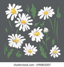 Hand Drawn Cute Chamomile Sketch flowers vector illustration 