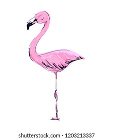 Hand Drawn Cute Flamingo Vector Illustration. Summer Print Design, children print on t-shirt