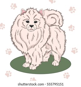 Hand drawn cute fluffy dog on white background with paws. Vector illustration.