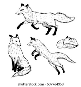 Hand drawn cute foxes