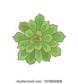 Hand drawn cute green succulent in style flat. Graphic sketch home flower Echeveria Pulidonis. Logo and icon for printing and design. Vector illustration, isolated elements on a white background.