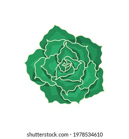 Hand drawn cute green succulent in style flat. Graphic sketch home flower Echeveria Shaviana. Logo and icon for printing and design. Vector illustration, isolated color elements on a white background.
