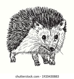 Hand drawn cute hedgehog looking straight. Ink black and white drawing.