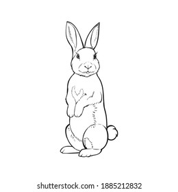 Hand Drawn Cute Little Easter Bunny Rabbit Line art Illustration