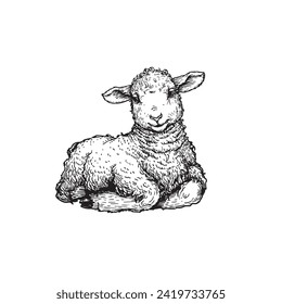 Hand drawn cute little lamb lying. Sketch style farm animal. Easter symbol. Vector illustration isolated on white.