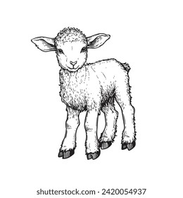 Hand drawn cute little lamb sheep. Sketch style farm domestic animal. Vector illustration isolated on white.